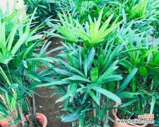 探寻棕竹的内涵和文化象征 棕竹的寓意与象征意义