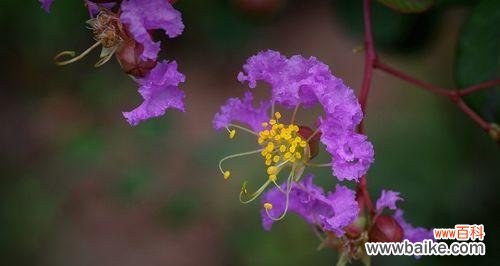 传承千年的花语与神奇力量 紫薇花
