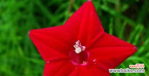 以茑萝之花传递真挚情感的意义与选择 茑萝之花——恬静之美