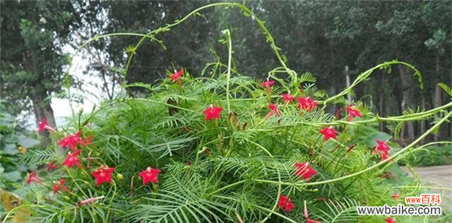 以茑萝之花传递真挚情感的意义与选择 茑萝之花——恬静之美