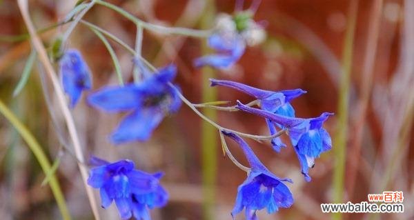 苣叶报春 以苣叶报春的花语