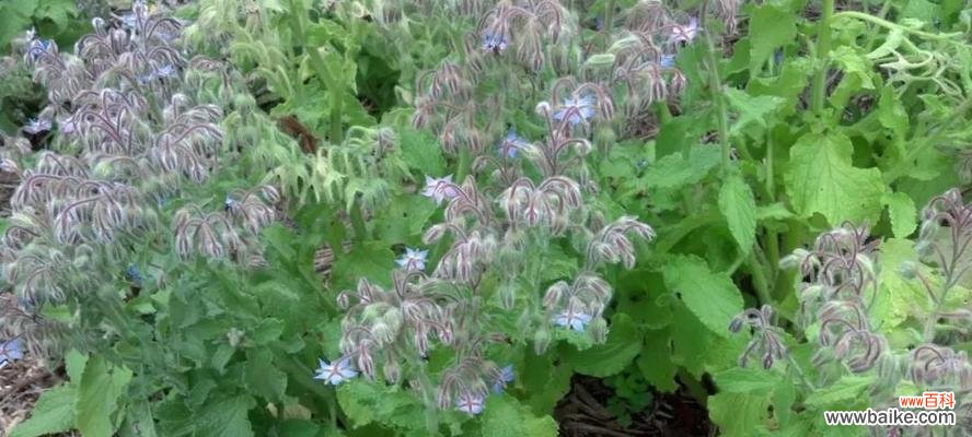 苣叶报春 以苣叶报春的花语