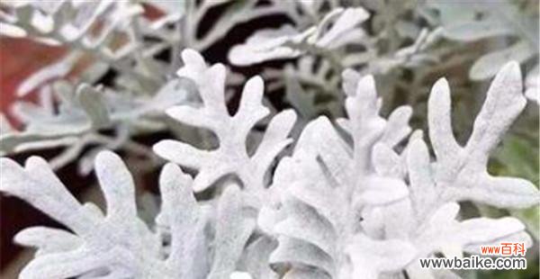 了解芙蓉菊的花语 以芙蓉菊的花语和寓意