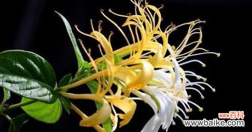 了解芙蓉菊的花语 以芙蓉菊的花语和寓意