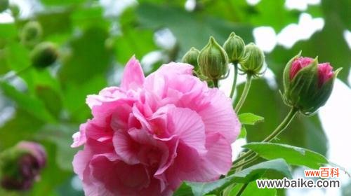 揭秘芙蓉花的神秘之美与内涵 芙蓉花的花语与象征意义