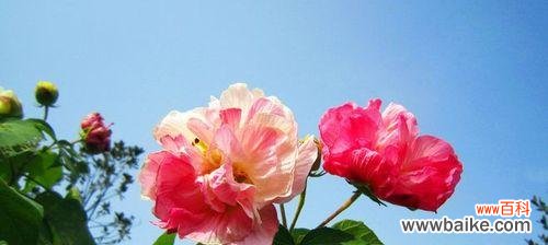 揭秘芙蓉花的神秘之美与内涵 芙蓉花的花语与象征意义