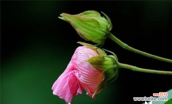 揭秘芙蓉花的神秘之美与内涵 芙蓉花的花语与象征意义