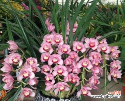 探寻蕙兰花的神秘内涵 蕙兰花的花语和象征意义