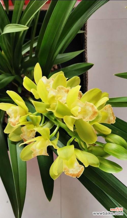 探寻蕙兰花的神秘内涵 蕙兰花的花语和象征意义