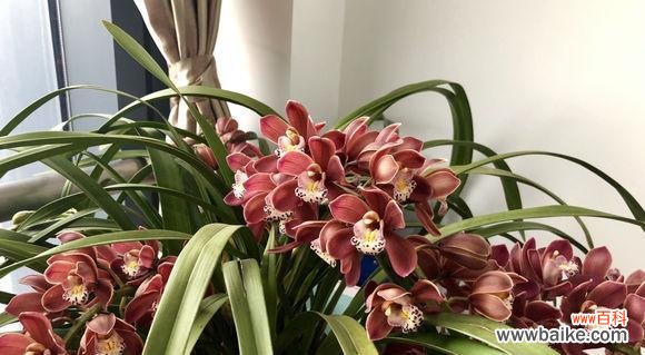 探寻蕙兰花的神秘内涵 蕙兰花的花语和象征意义