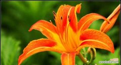 探索萱草花的传统与现代含义 萱草花的寓意与象征意义