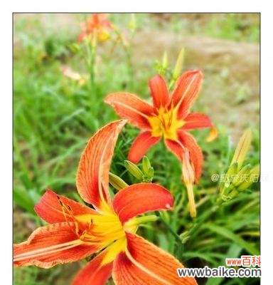 探索萱草花的传统与现代含义 萱草花的寓意与象征意义