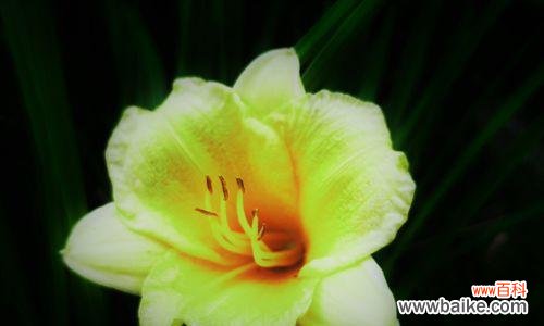 传承千年的神奇植物 萱草的花语与传说故事