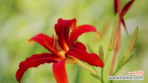 传承千年的神奇植物 萱草的花语与传说故事