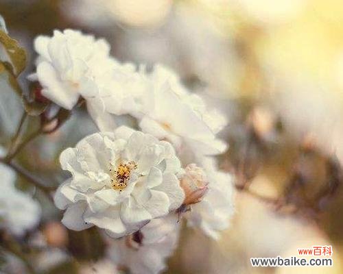 追寻永恒的芬芳 荼蘼花语与传说——花开千年的爱与期待