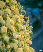 追寻永恒的芬芳 荼蘼花语与传说——花开千年的爱与期待