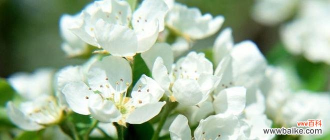 追寻永恒的芬芳 荼蘼花语与传说——花开千年的爱与期待