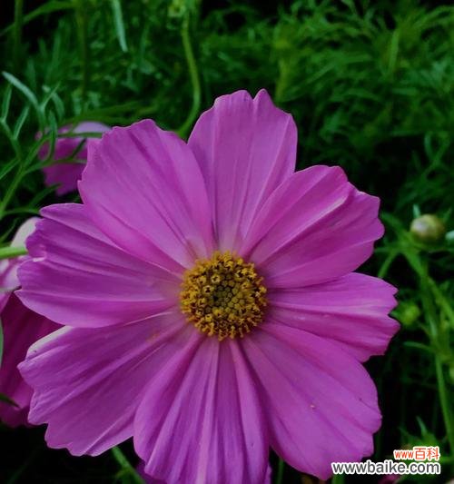 探寻藿香蓟的神奇之处 藿香蓟花的花语和传说