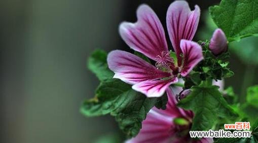 探寻藿香蓟的神奇之处 藿香蓟花的花语和传说