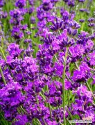 在紫色的花海中 薰衣草花语