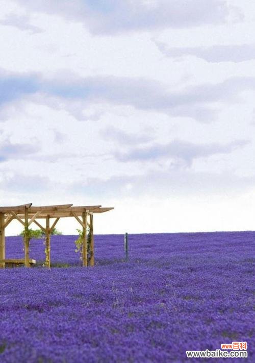 薰衣草的花语与传说绽放自然之美 薰衣草
