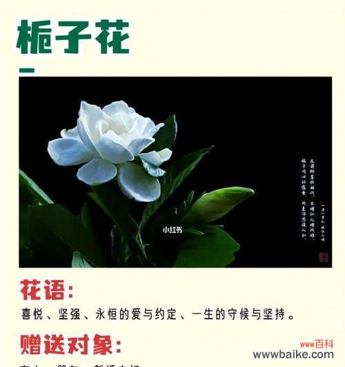 探寻栀子花的深层内涵 栀子花的花语与寓意