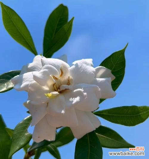 浪漫清香中蕴含的深意——栀子花的象征与含义 栀子花的花语与象征