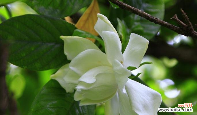 浪漫清香中蕴含的深意——栀子花的象征与含义 栀子花的花语与象征