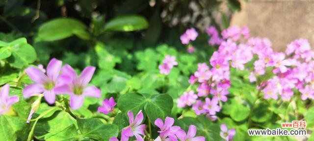 探索醡浆草的花语之美 醡浆草花语