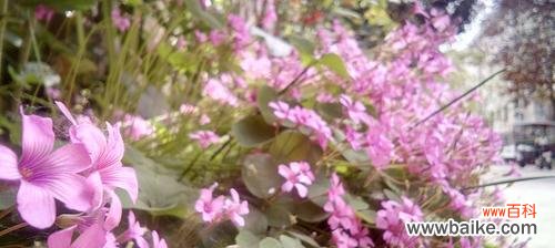 探索醡浆草的花语之美 醡浆草花语