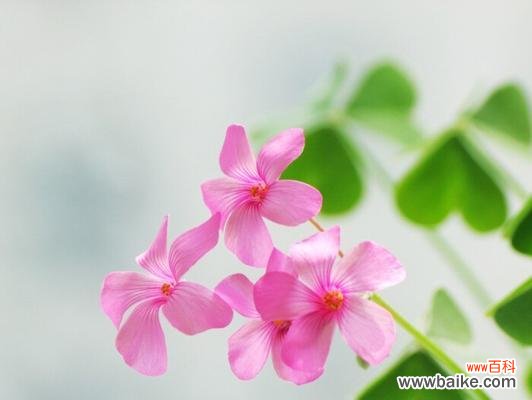 探索醡浆草的花语之美 醡浆草花语