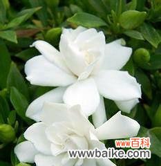 栀子花的美丽与爱的延续 栀子花