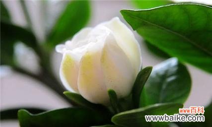 揭秘栀子花的寓意与传说 栀子花的不吉利之谜