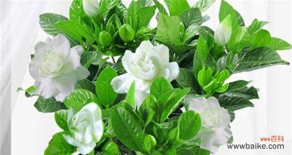 揭秘栀子花的寓意与传说 栀子花的不吉利之谜