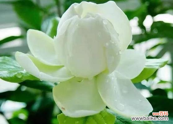 揭秘栀子花的寓意与传说 栀子花的不吉利之谜