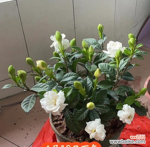 打造花园中的香气 如何养护栀子花以传达其花语之美