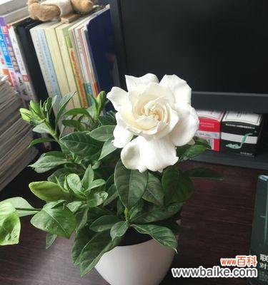 打造花园中的香气 如何养护栀子花以传达其花语之美