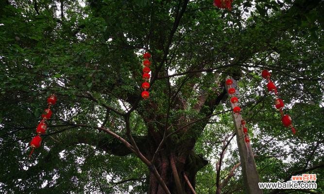 揭秘榕树花的文化内涵与生态价值 榕树花的象征意义与美丽魅力