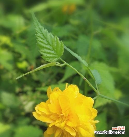 探寻以棣棠花的含义与神话故事 以棣棠花的花语和传说