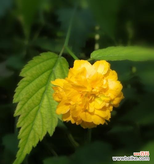 探寻以棣棠花的含义与神话故事 以棣棠花的花语和传说