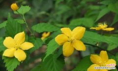 探寻以棣棠花的含义与神话故事 以棣棠花的花语和传说