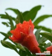 揭秘枸杞的神奇花语和传说 枸杞的花语与传说