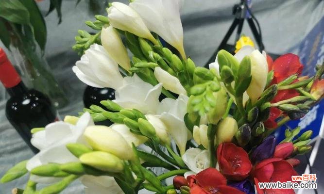 揭秘枸杞的神奇花语和传说 枸杞的花语与传说