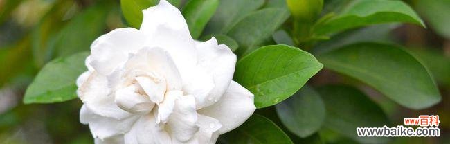 栀子花的花语和文化意义 栀子花