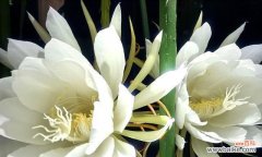 探寻昙花的意义及其对人生的启示 昙花的花语与象征意义