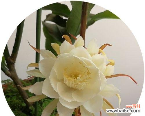 探寻昙花的意义及其对人生的启示 昙花的花语与象征意义