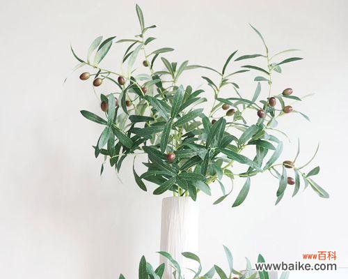 从古至今 橄榄花的象征意义