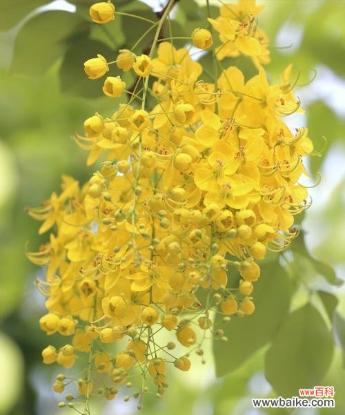 从古至今 橄榄花的象征意义