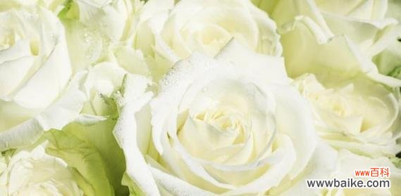 以16朵玫瑰花语传达的深情意味 玫瑰花语揭示的浪漫秘密