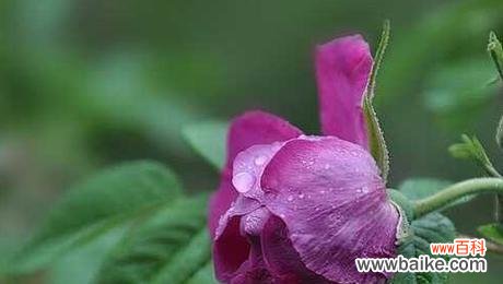 一朵朵玫瑰传递的爱与关怀 16朵玫瑰的花语之解读